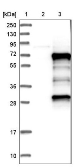 MEF2D Antibody, Novus Biologicals:Antibodies:Primary Antibodies