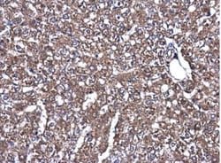 MEK1 Antibody, Novus Biologicals 0.1mL; Unlabeled:Antikroppar