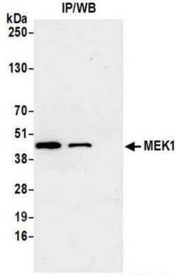 MEK1 Antibody (BLR096G), Novus Biologicals 100 &mu;g; Unconjugated:Antibodies,