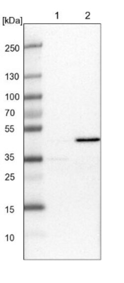 MEK1 Antibody, Novus Biologicals 25 &mu;L; Unlabeled:Antikroppar