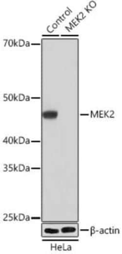 MEK2 Rabbit anti-Human, Mouse, Clone: 6D5K1, Novus Biologicals:Antibodies:Primary