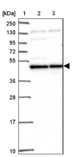 MEK2 Antibody, Novus Biologicals 0.1mL; Unlabeled:Antibodies, Polyclonal