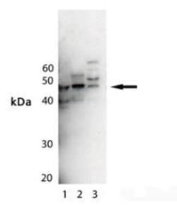 MEK5 Antibody, Novus Biologicals 25 &mu;g; Unconjugated:Antibodies, Polyclonal