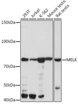 MELK Rabbit anti-Human, Mouse, Rat, Clone: 4F10X4, Novus Biologicals 100 &mu;g | Buy Online | Novus Biologicals | Fisher Scientific