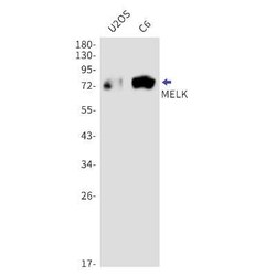 MELK Rabbit anti-Human, Clone: S06-4D6, Novus Biologicals 25 &mu;g; Unconjugated:Antibodies,