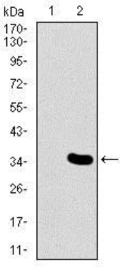 MESP2 Antibody (1B3F9) - BSA Free, Novus Biologicals 0.1mL; Unlabeled:Antibodies,