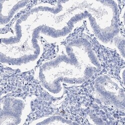 METTL7B Antibody, Novus Biologicals 0.1mL; Unlabeled:Antibodies, Polyclonal