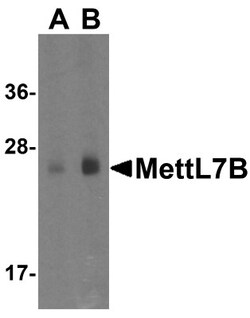 METTL7B Antibody - BSA Free, Novus Biologicals 0.025 mg, Unconjugated:Antibodies,