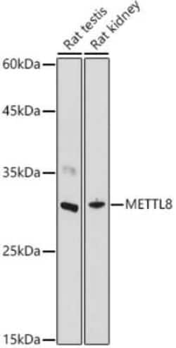 METTL8 Rabbit anti-Human, Mouse, Rat, Polyclonal, Novus Biologicals 100 &mu;g | Buy Online | Bio-Techne | Fisher Scientific