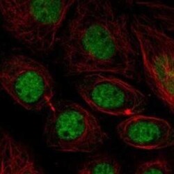 MFAP1 Rabbit anti-Human, Polyclonal, Novus Biologicals:Antibodies:Primary