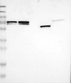 MFAP1 Rabbit anti-Human, Polyclonal, Novus Biologicals:Antibodies:Primary