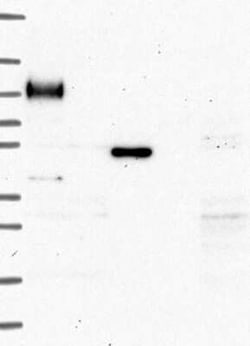 MFAP3L Rabbit anti-Human, Polyclonal, Novus Biologicals:Antibodies:Primary