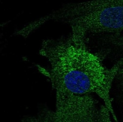 MFAP4 Antibody, Novus Biologicals 0.1mL; Unlabeled:Antibodies, Polyclonal
