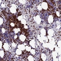 MFSD2B Antibody, Novus Biologicals:Antibodies:Primary Antibodies