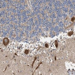 MFSD6 Antibody, Novus Biologicals:Antibodies:Primary Antibodies