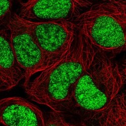 MGC2803 Antibody, Novus Biologicals:Antibodies:Primary Antibodies