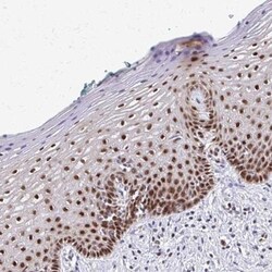 MGC2803 Antibody, Novus Biologicals:Antibodies:Primary Antibodies