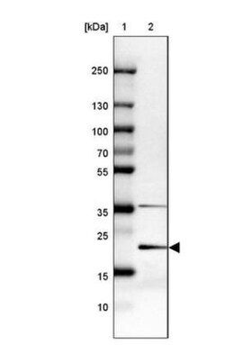 MGC2803 Antibody, Novus Biologicals:Antibodies:Primary Antibodies