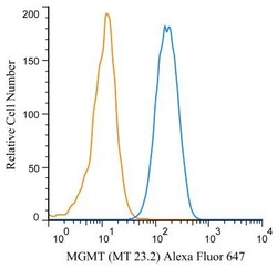 MGMT Antibody (MT 23.2) - BSA Free, Novus Biologicals:Antibodies:Primary