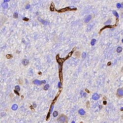 MHC Class I Antibody (OX18) - BSA Free, Novus Biologicals 0.025 mg, Unconjugated:Antibodies,