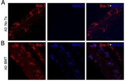 MHC Class II Antibody (ER-TR2) - BSA Free, Novus Biologicals:Antibodies:Primary