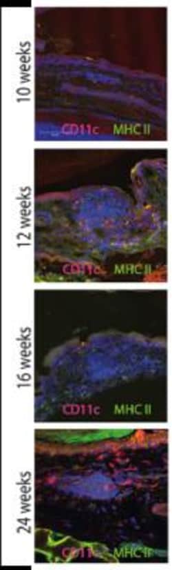 MHC Class II Antibody (ER-TR2) - BSA Free, Novus Biologicals:Antibodies:Primary