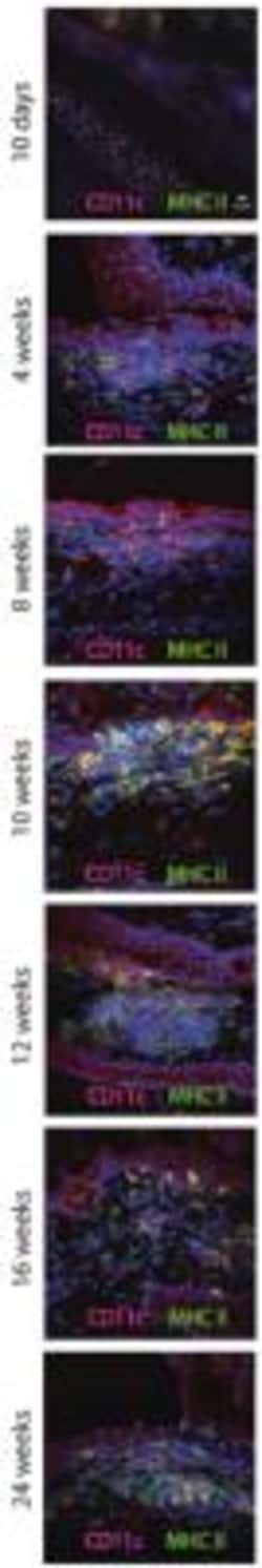 MHC Class II Antibody (ER-TR2) - BSA Free, Novus Biologicals:Antibodies:Primary