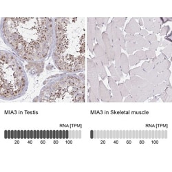 MIA3 Antibody, Novus Biologicals 0.1mL; Unlabeled:Antibodies, Polyclonal