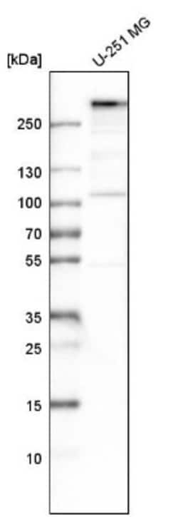 MIA3 Antibody, Novus Biologicals 0.1mL; Unlabeled:Antibodies, Polyclonal