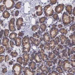 MICAL3 Antibody, Novus Biologicals:Antibodies:Primary Antibodies