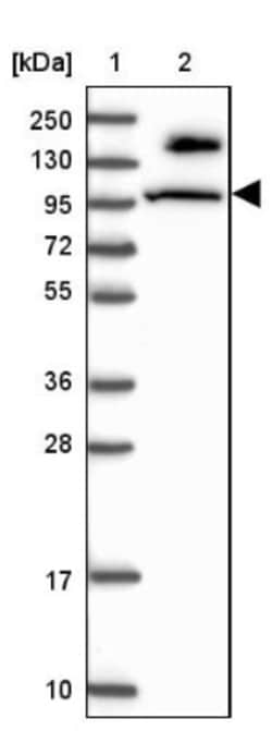 MICALL1 Antibody, Novus Biologicals 0.1mL; Unlabeled:Antibodies, Polyclonal