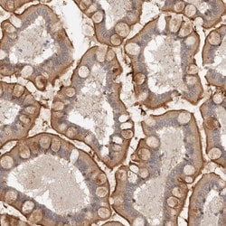 MICALL2 Antibody, Novus Biologicals 0.1mL; Unlabeled:Antibodies, Polyclonal