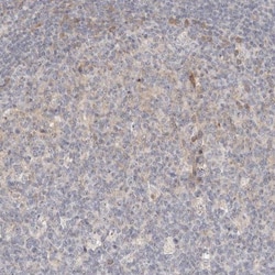 MICALL2 Antibody, Novus Biologicals 0.1mL; Unlabeled:Antibodies, Polyclonal