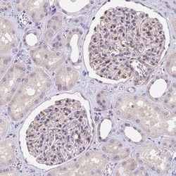 MIDN Antibody, Novus Biologicals 0.1mL; Unlabeled:Antibodies, Polyclonal