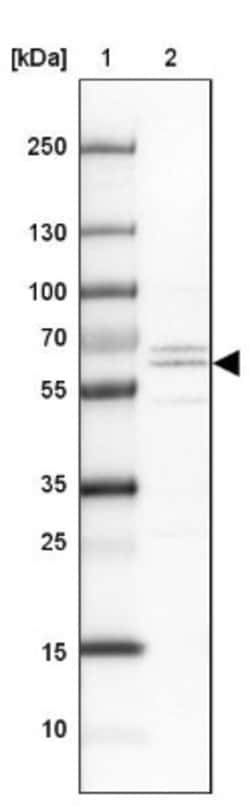 MIDN Antibody, Novus Biologicals 25 &mu;L, Unlabeled:Antibodies, Polyclonal
