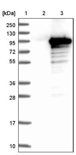 MIER2 Antibody, Novus Biologicals 25 &mu;L; Unlabeled:Antibodies, Polyclonal