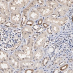 MIF Antibody, Novus Biologicals:Antibodies:Primary Antibodies