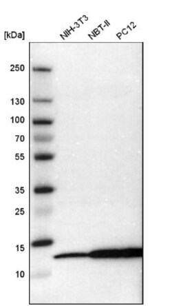 MIF Antibody, Novus Biologicals:Antibodies:Primary Antibodies