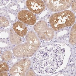 MIOX Antibody, Novus Biologicals 0.1mL; Unlabeled:Antibodies, Polyclonal