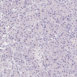 MIOX Antibody, Novus Biologicals 0.1mL; Unlabeled:Antibodies, Polyclonal