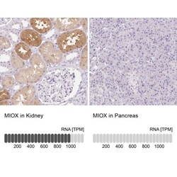 MIOX Antibody, Novus Biologicals 0.1mL; Unlabeled:Antibodies, Polyclonal