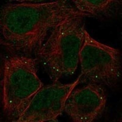 MIR16 Rabbit anti-Human, Polyclonal, Novus Biologicals 25 &mu;g; Unconjugated:Antibodies,
