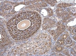 MIS/AMH Antibody, Novus Biologicals 0.1mL:Antibodies, Polyclonal