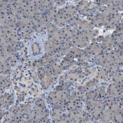 MIS18A Antibody, Novus Biologicals 0.1mL; Unlabeled:Antibodies, Polyclonal