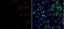 MIST1 Antibody (6E8/A12/C11P1), Novus Biologicals 0.1mg; Unlabeled:Antibodies,