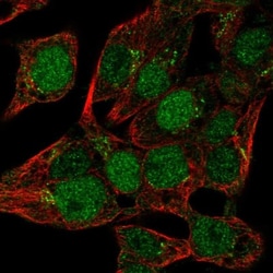 MIST1 Antibody, Novus Biologicals 0.1mL; Unlabeled:Antibodies, Polyclonal