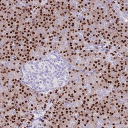 MIST1 Antibody, Novus Biologicals 0.1mL; Unlabeled:Antibodies, Polyclonal