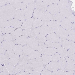 MIST1 Antibody, Novus Biologicals 0.1mL; Unlabeled:Antibodies, Polyclonal