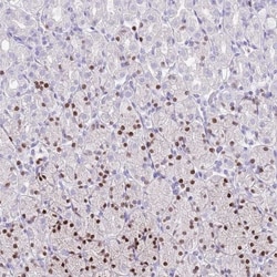 MIST1 Antibody, Novus Biologicals 0.1mL; Unlabeled:Antibodies, Polyclonal