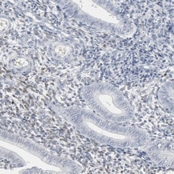 MITF Antibody, Novus Biologicals 25 &mu;L; Unlabeled:Antibodies, Polyclonal
